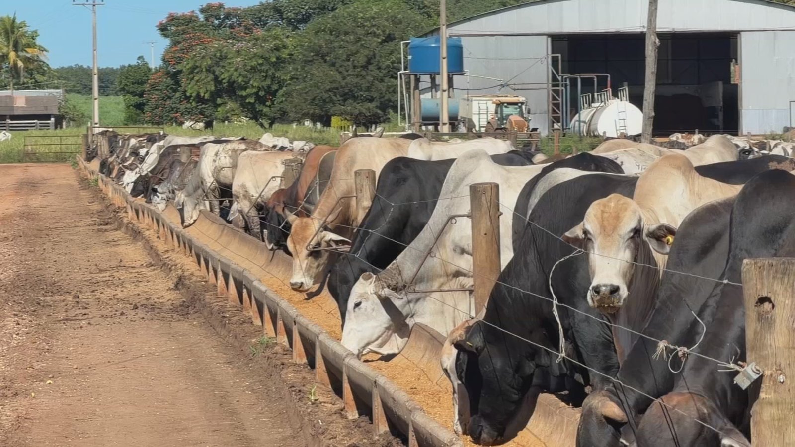 A oferta de bezerros diminuiu em confinamentos de São Paulo
