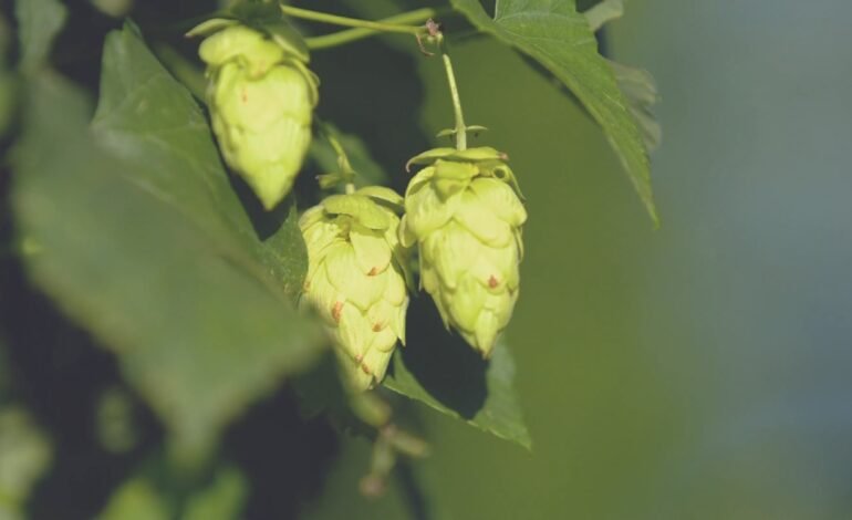 O governo zerou o imposto de importação de quase mil