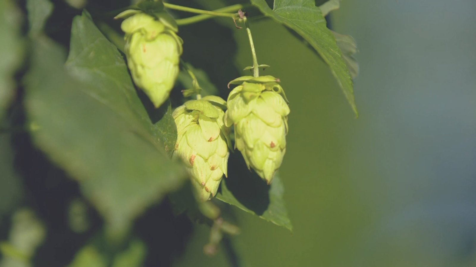 O governo zerou o imposto de importação de quase mil