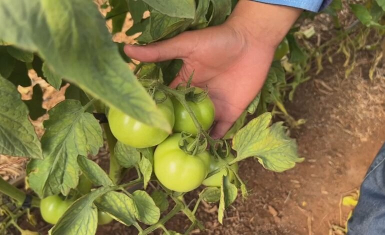 Produtores de Tabatinga e Pirajuí, no interior de São Paulo