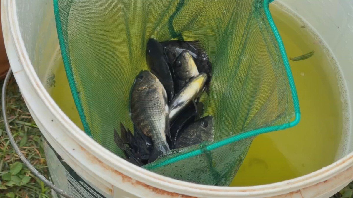 A produção de tilápia-do-nilo cresceu no interior de