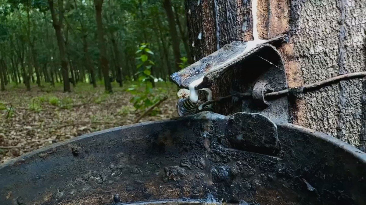 O excesso de chuva no oeste paulista tem prejudicado a