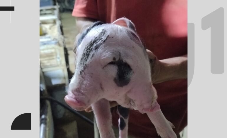 Um porco nasceu com uma malformação rara, conhecida