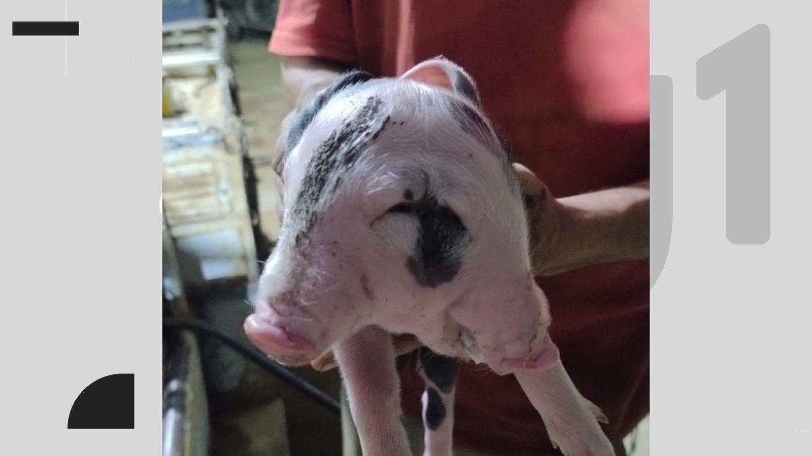 Um porco nasceu com uma malformação rara, conhecida