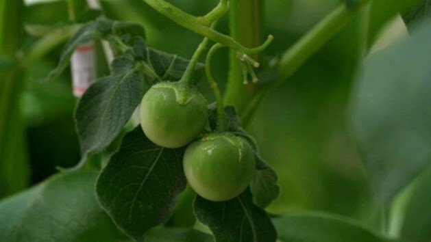 Um produtor de batatas de Patrocínio (MG) encontrou
