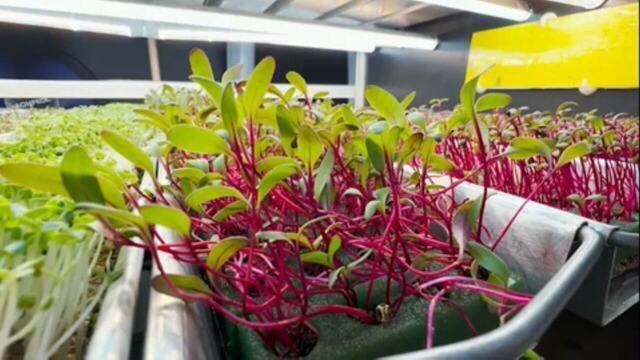 Fazenda vertical em florianópolis produz microverdes para 10