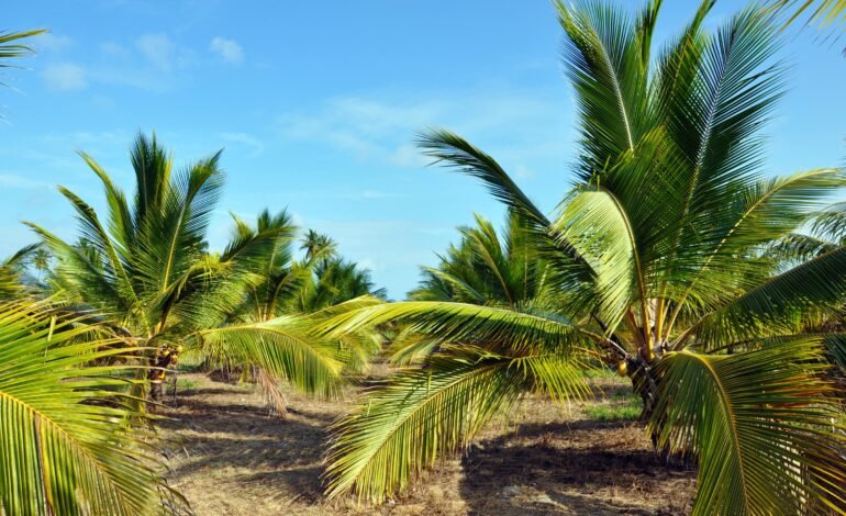 Produtores interessados no cultivo de coco anão podem acessa