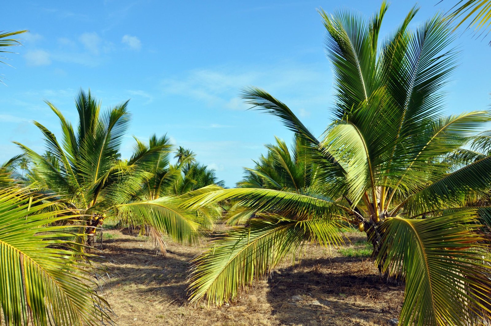 Produtores interessados no cultivo de coco anão podem acessa