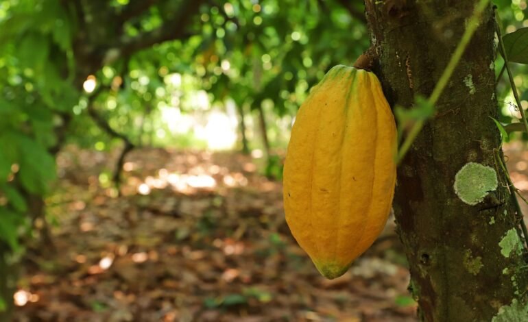 Neste domingo (3), o programa Globo Rural destacou