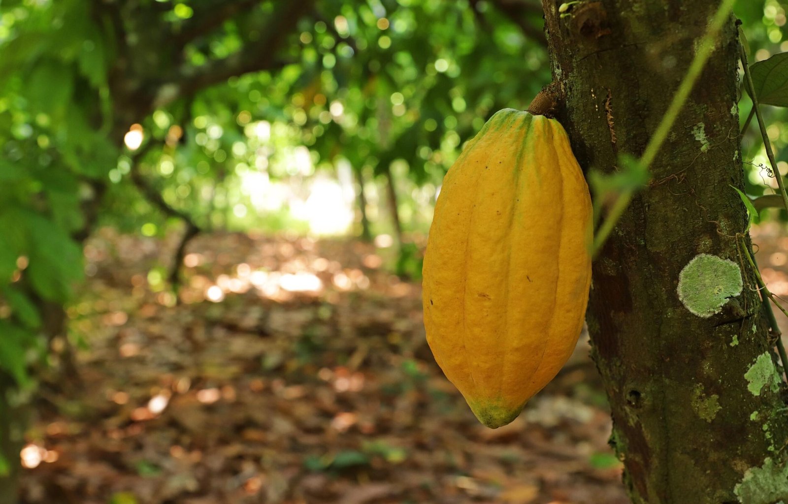 Neste domingo (3), o programa Globo Rural destacou