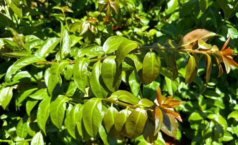 Neste domingo (26), o Globo Rural divulgou um
