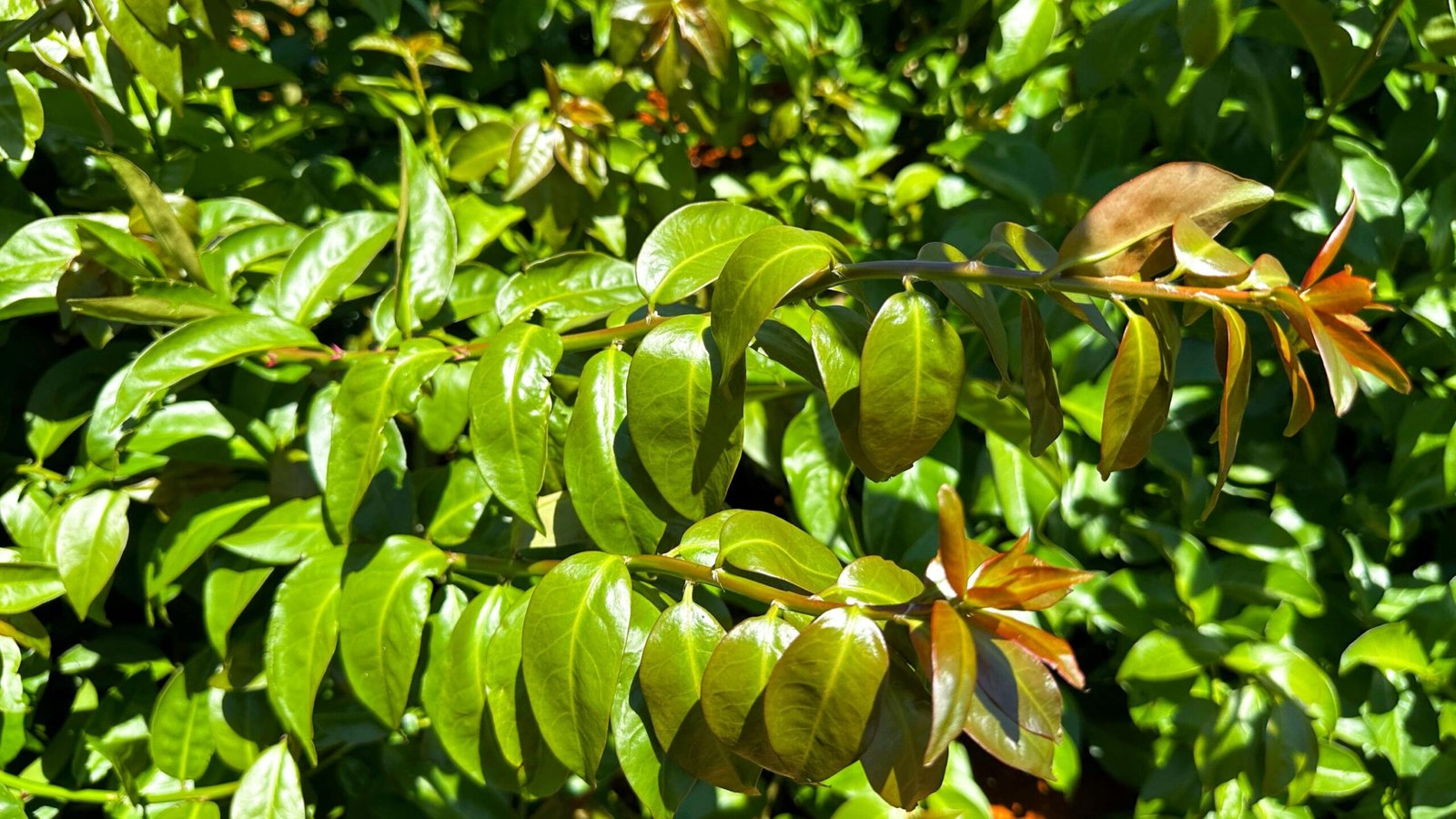 Neste domingo (26), o Globo Rural divulgou um