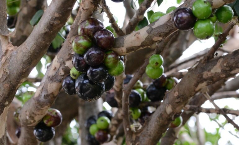 A jabuticaba, fruta típica do Brasil, está entre