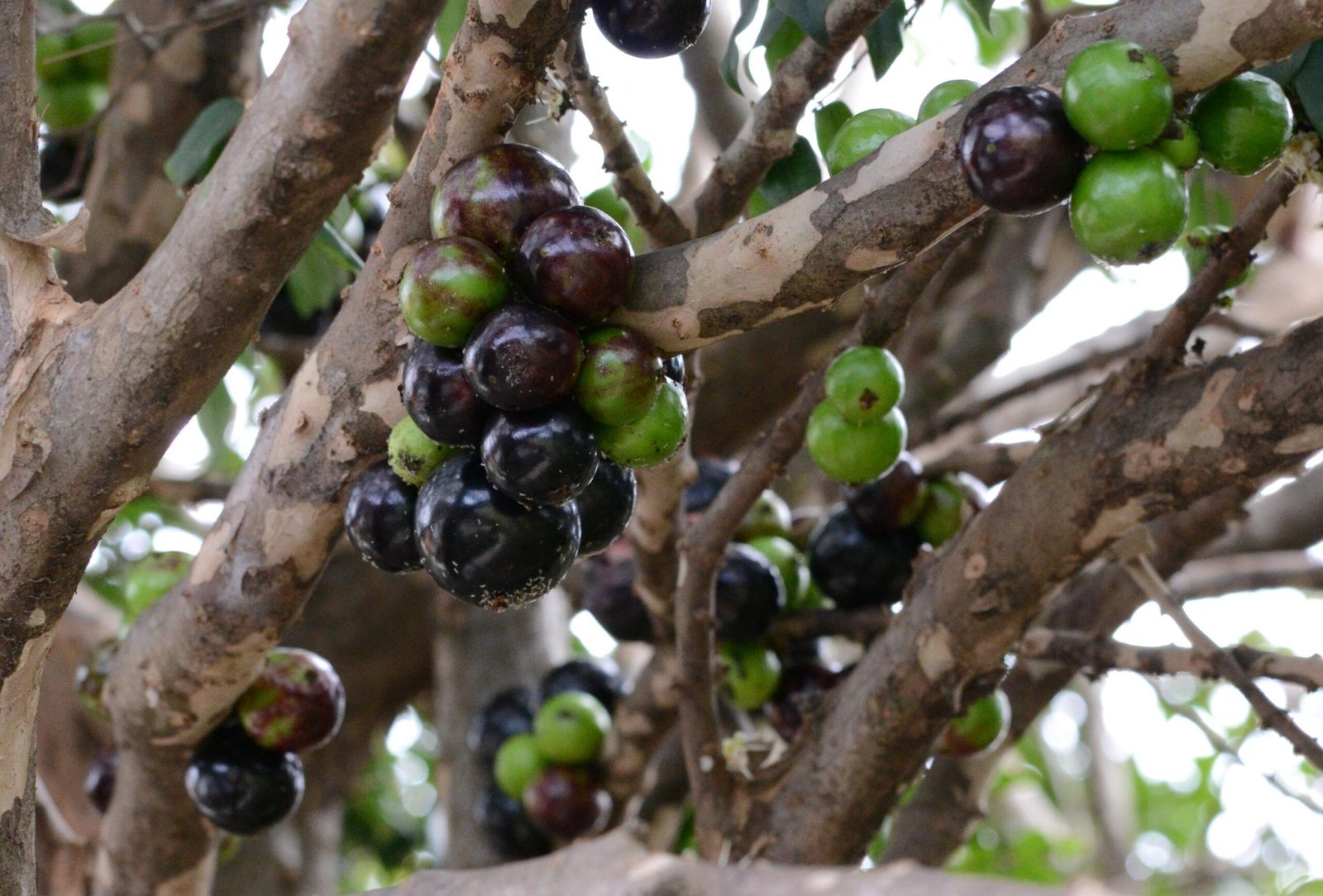 A jabuticaba, fruta típica do Brasil, está entre