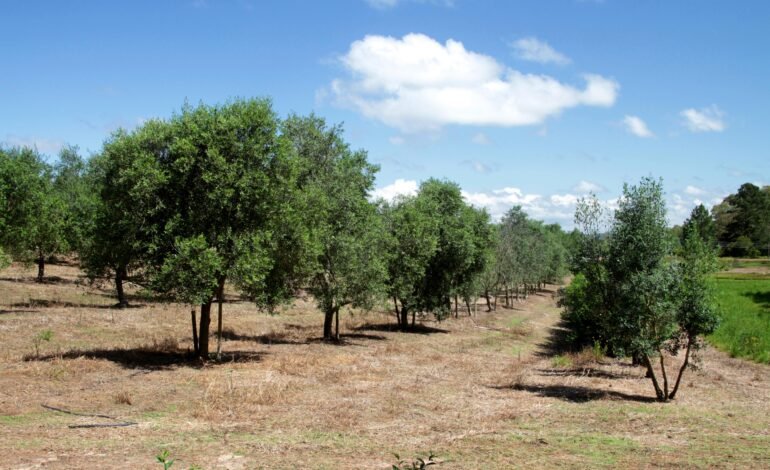 Produtores rurais interessados no cultivo de oliveiras têm