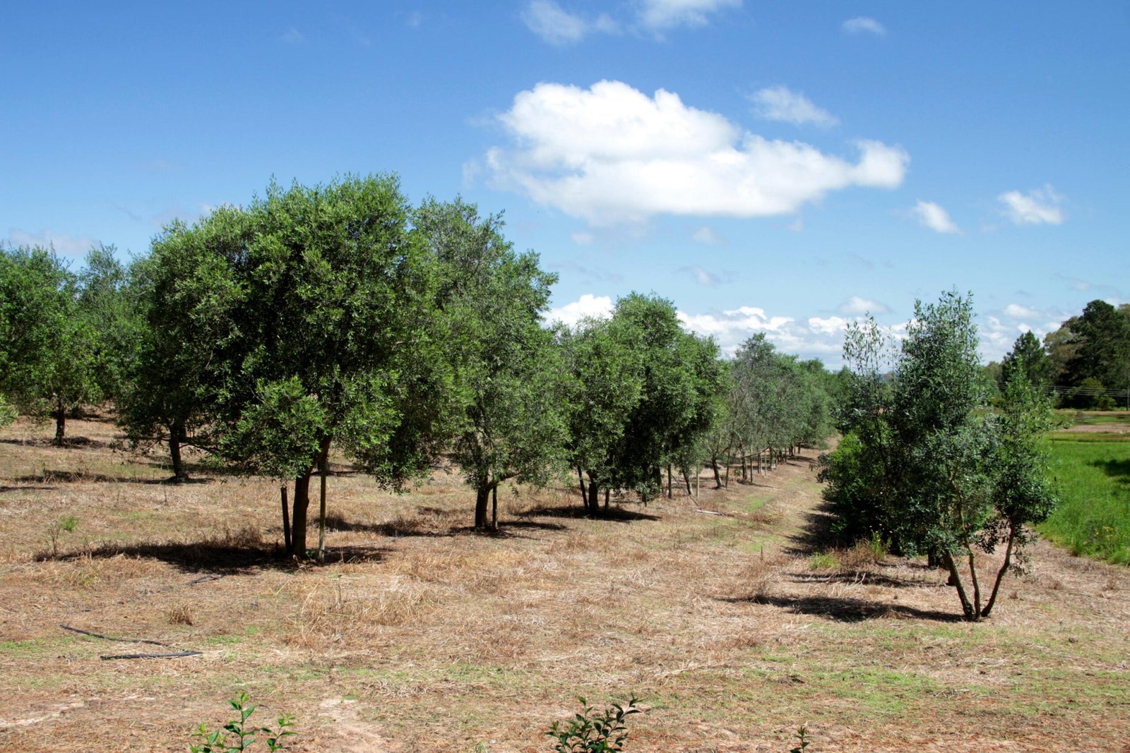 Produtores rurais interessados no cultivo de oliveiras têm