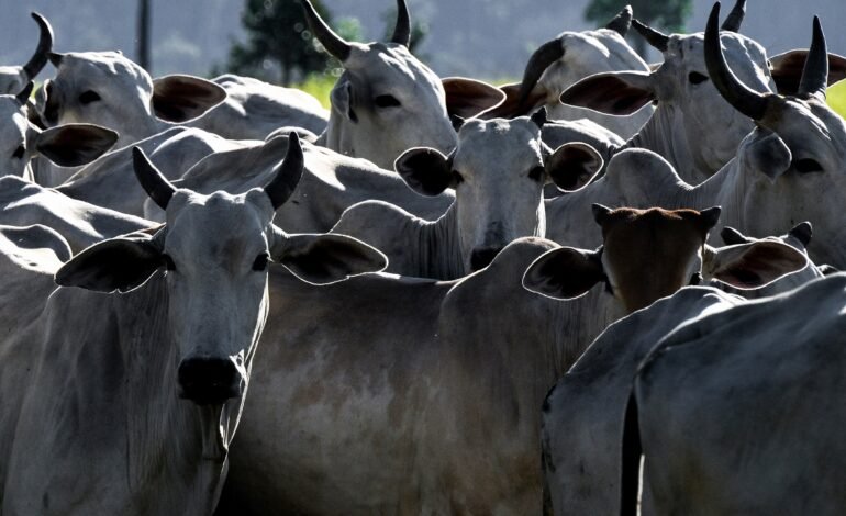 O agronegócio brasileiro abriu mercado para 29 produtos