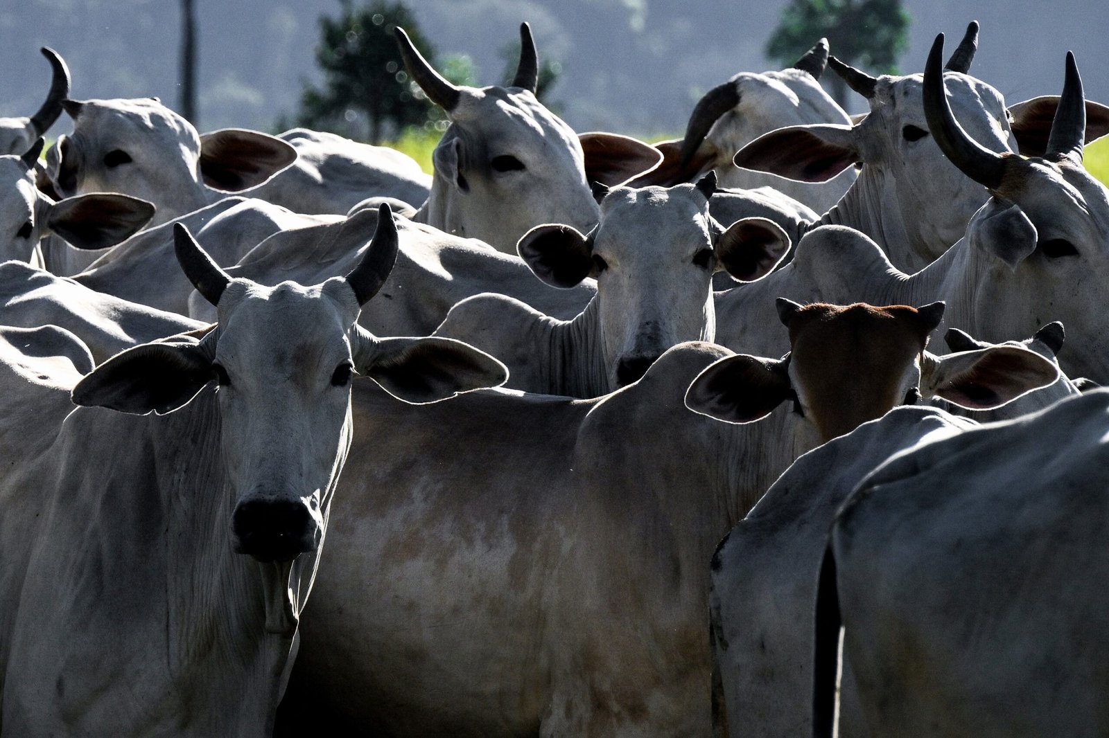 O agronegócio brasileiro abriu mercado para 29 produtos