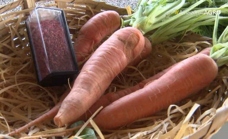 O calor extremo está ameaçando a produção de alimentos no