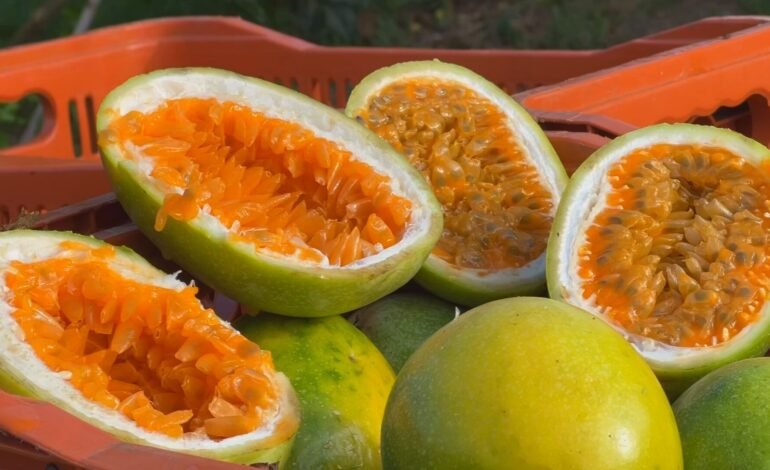 Produtores de maracujá no interior de São Paulo