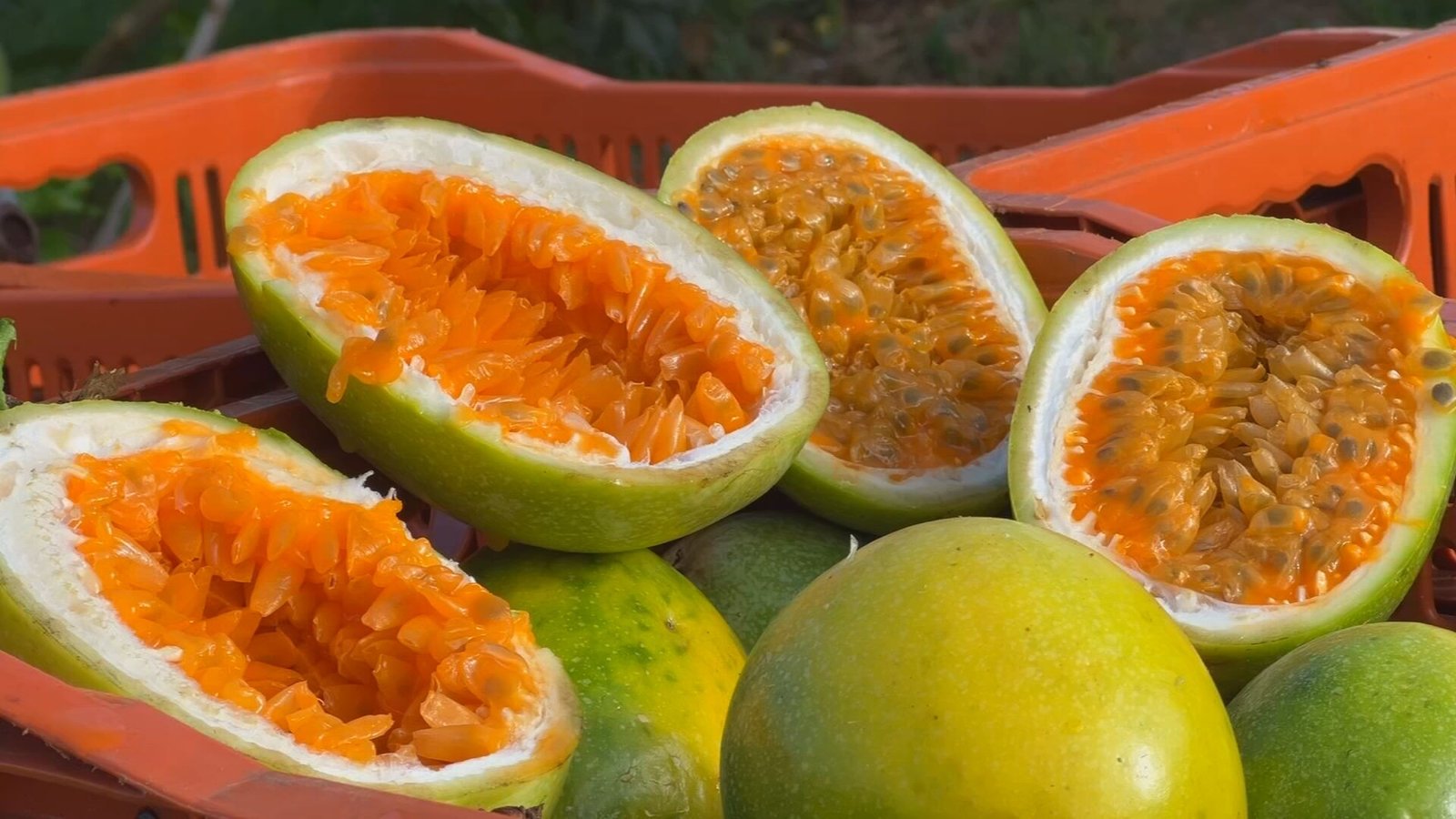 Produtores de maracujá no interior de São Paulo