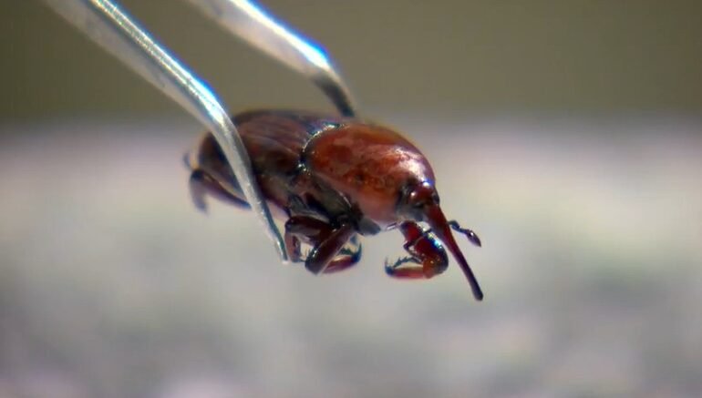 Uma nova ameaça ao setor agrícola brasileiro surgiu