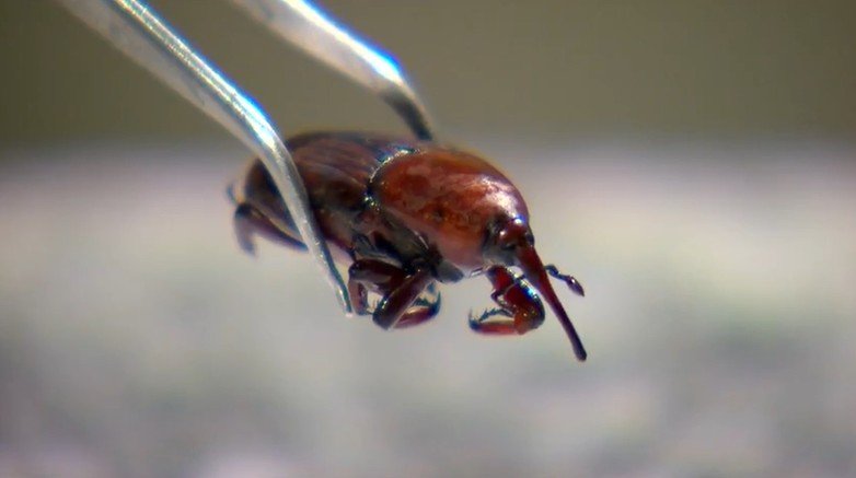 Uma nova ameaça ao setor agrícola brasileiro surgiu