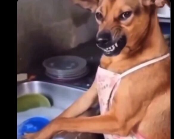 O tradicional cachorro de pelagem amarela, conhecido como