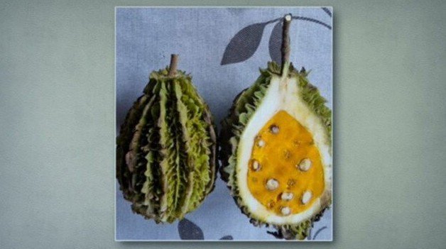 Produtor de mg identifica sapucainha da mata atlântica e ale