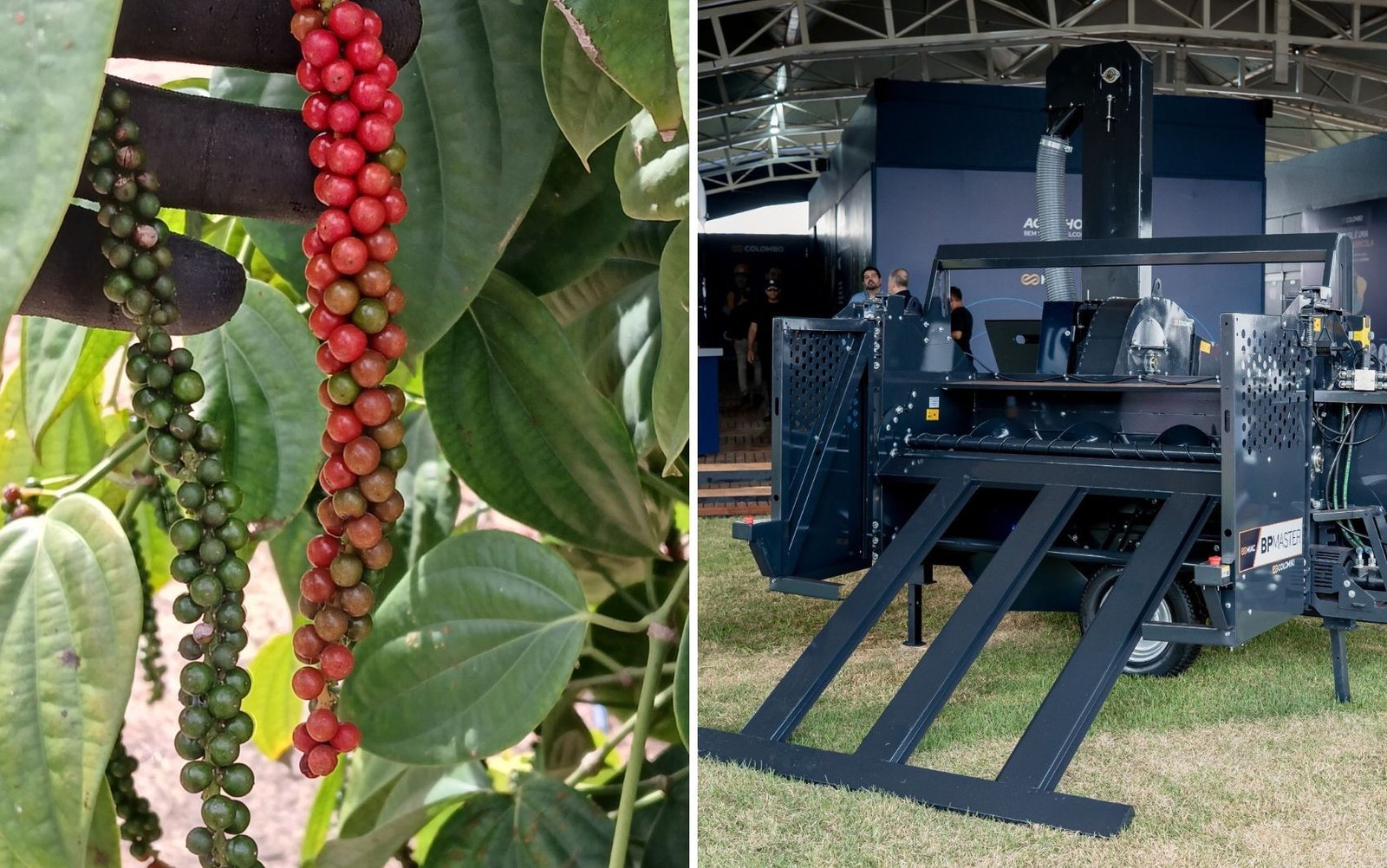 Empresa lança máquina que mecaniza colheita de pimenta