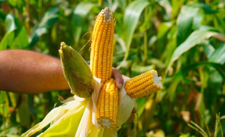 As exportações brasileiras para países do Golfo Pérsico