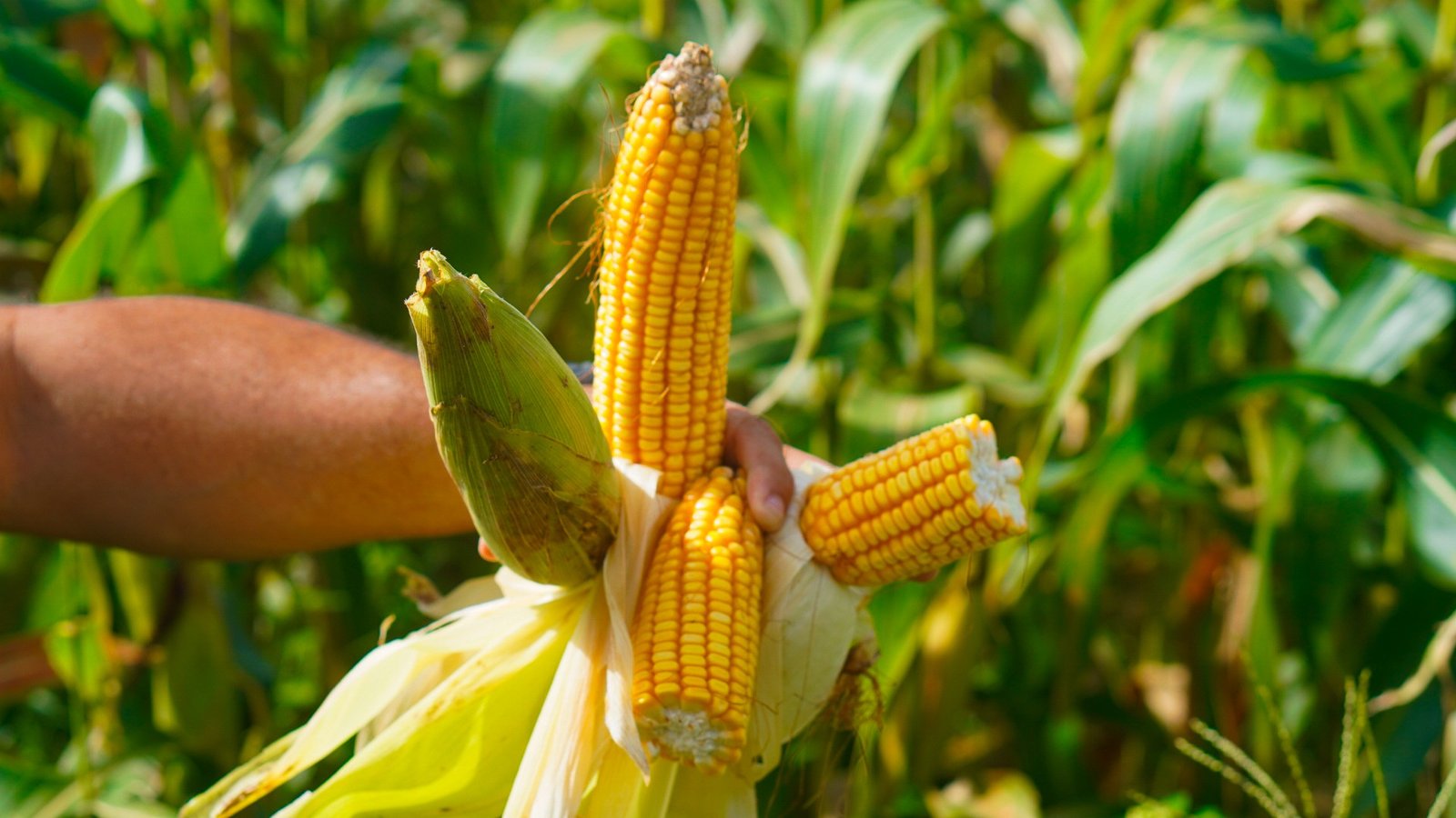 As exportações brasileiras para países do Golfo Pérsico