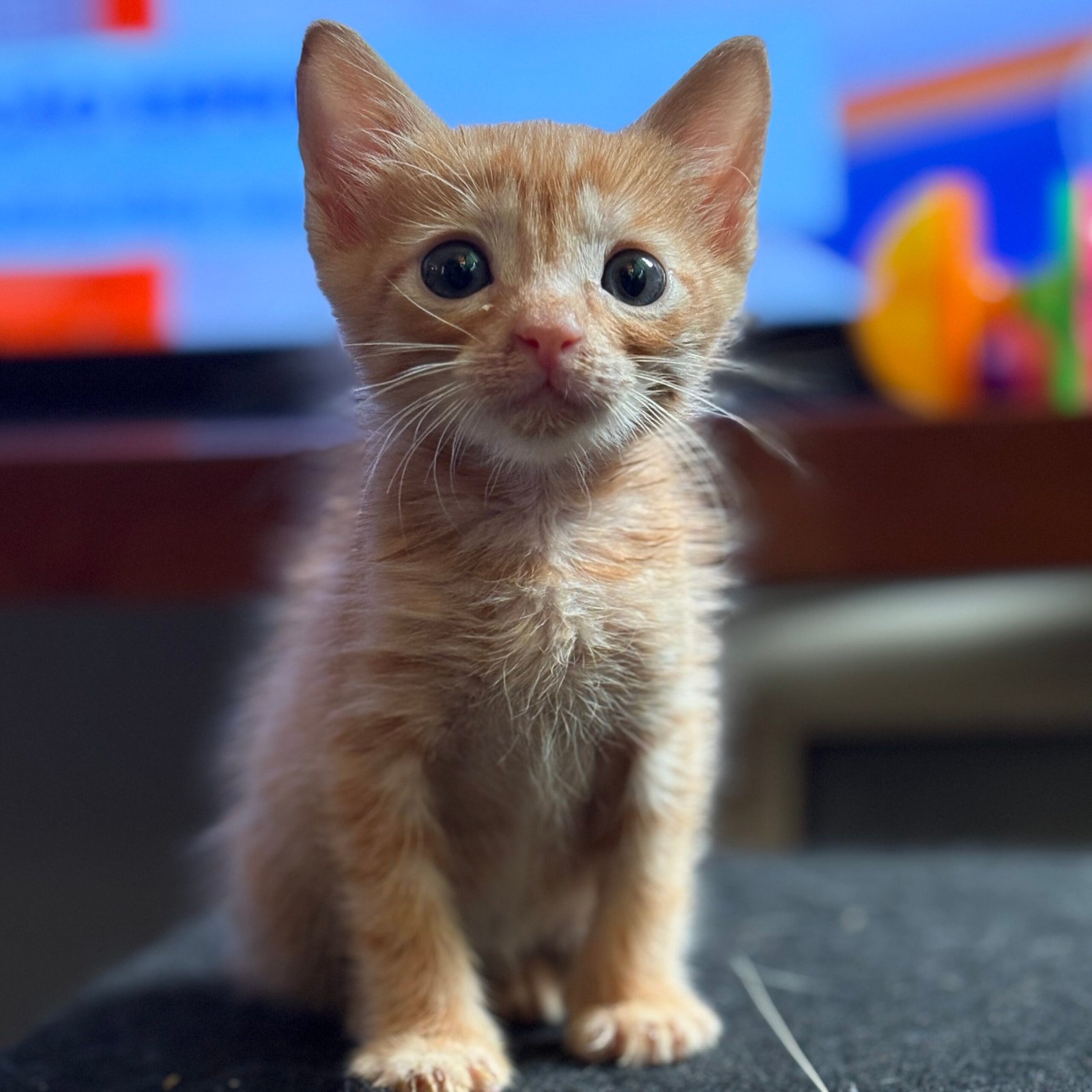 Em 2025, uma equipe americana venceu o primeiro