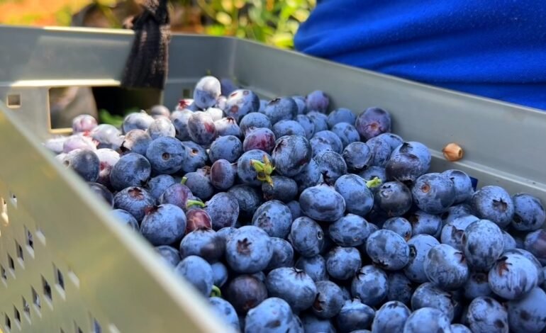 Produtores da Argentina buscam orientações para cultivar mir