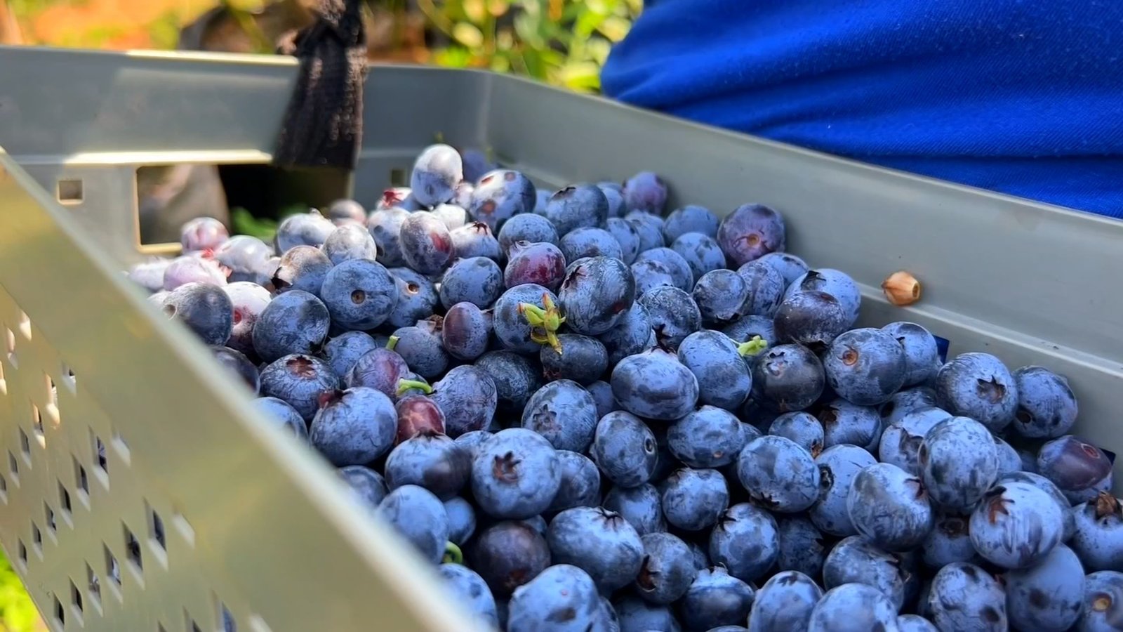 Produtores da Argentina buscam orientações para cultivar mir
