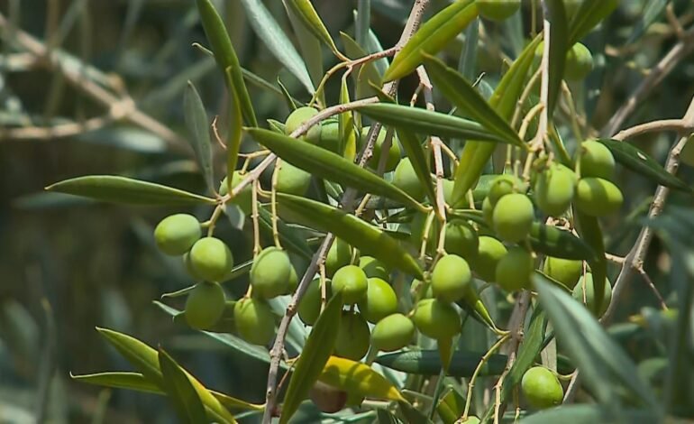 Dante Zanini, produtor rural de Dom Pedrito (RS)