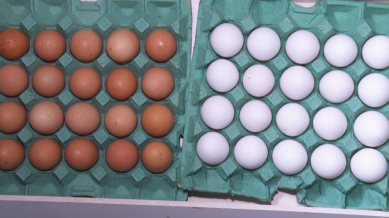 O preço dos ovos na quaresma de 2026 em Bastos