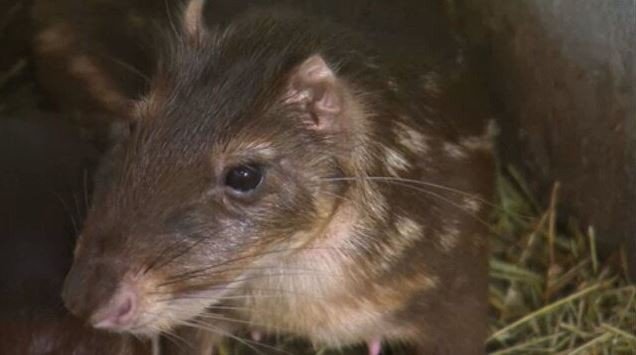 A criação comercial de pacas para produção de carne exige