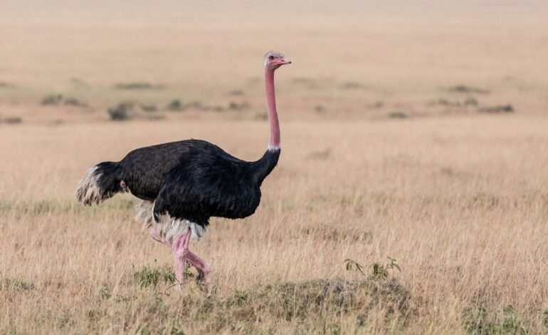 No Mato Grosso do Sul, Manoel Piveta, um dos pioneiros