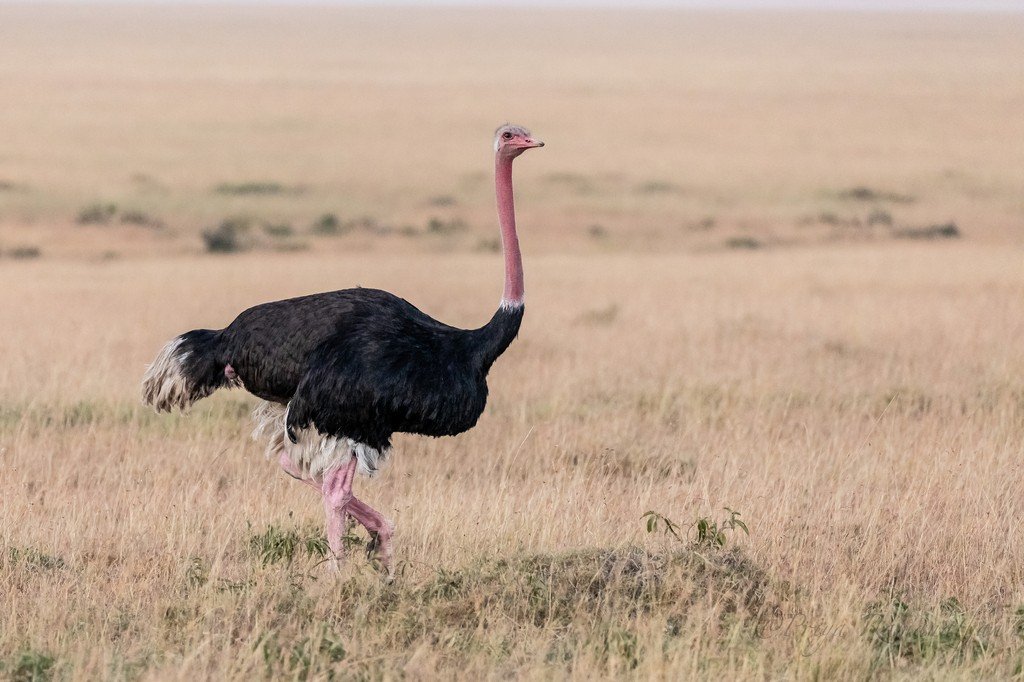 No Mato Grosso do Sul, Manoel Piveta, um dos pioneiros