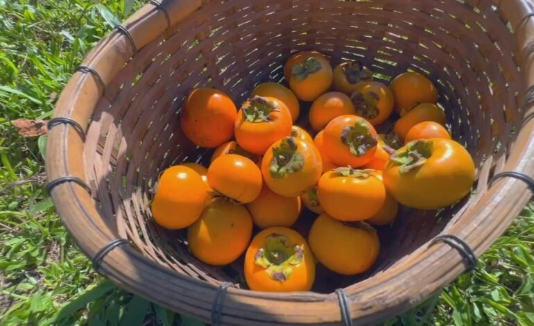 A safra de caqui no interior de São Paulo está