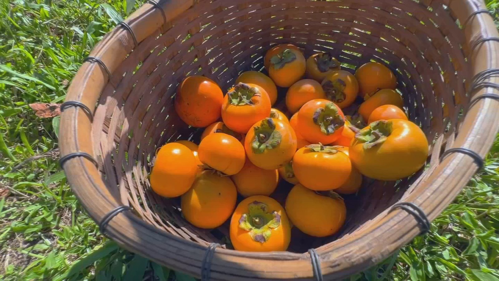 A safra de caqui no interior de São Paulo está