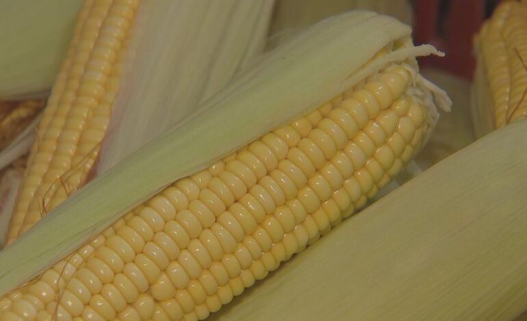 O cultivo de milho verde movimenta a tradição