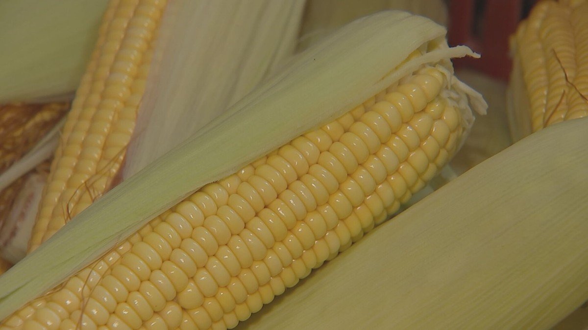 O cultivo de milho verde movimenta a tradição