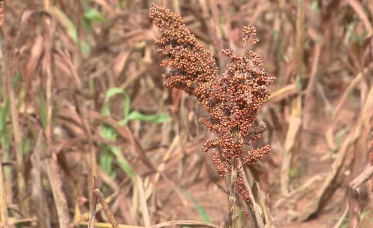 Produtores do noroeste paulista têm investido no cultivo