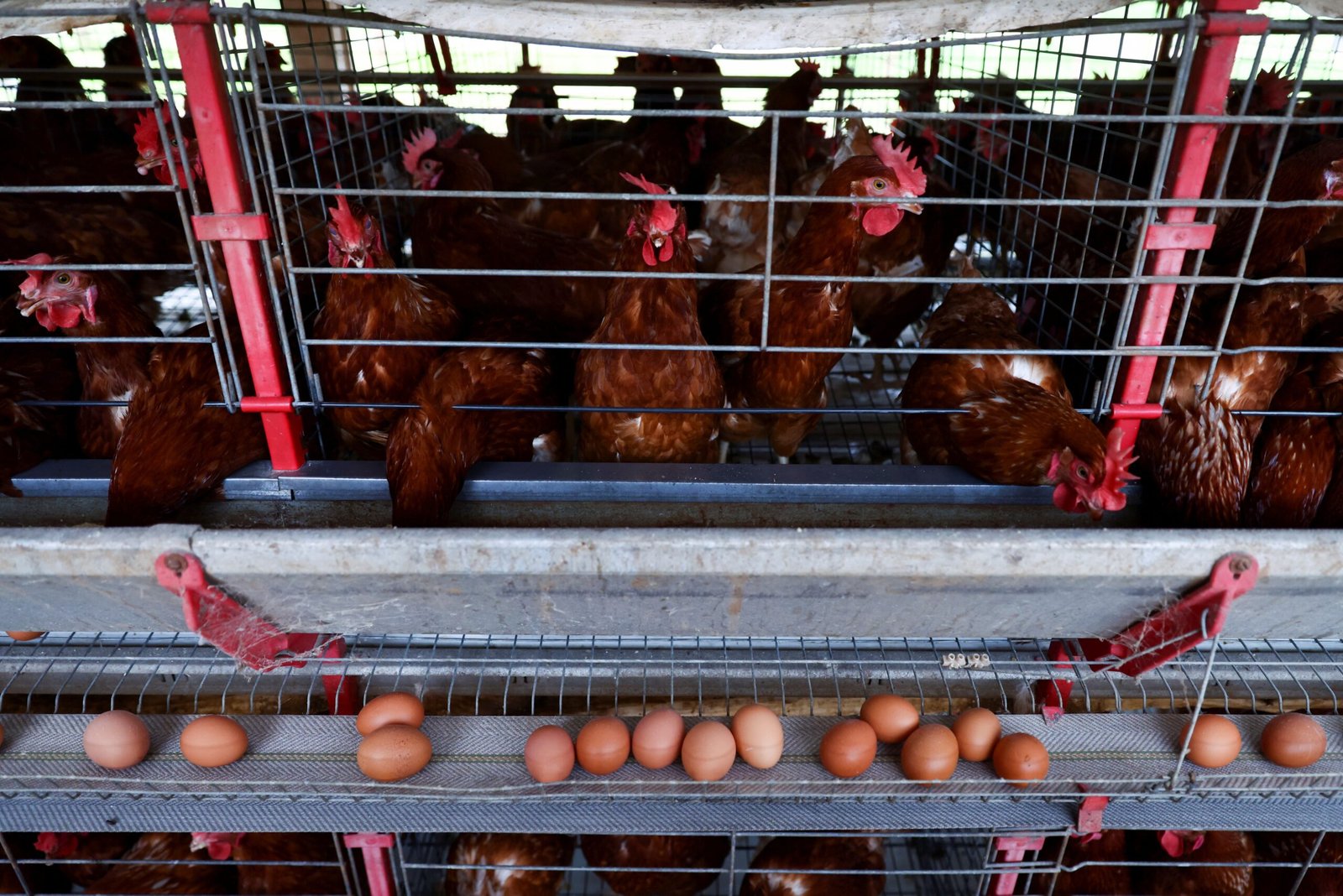 O Globo Rural disponibilizou um material gratuito do