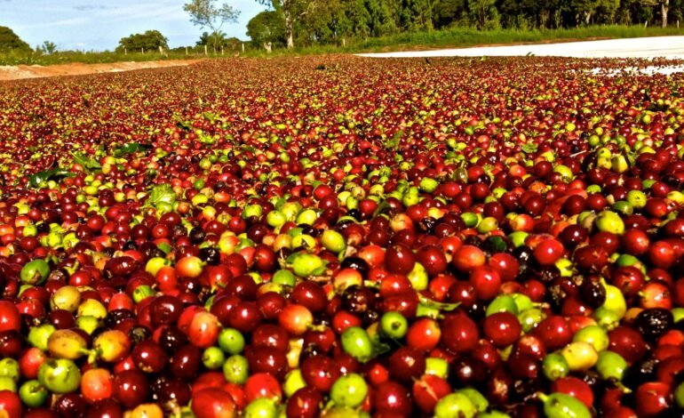 As exportações globais de café verde cresceram 0,8%