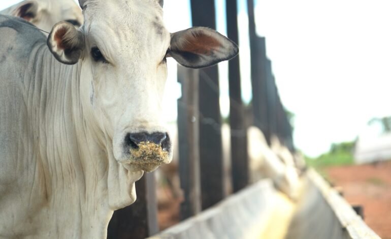 As exportações de carne bovina do Brasil devem