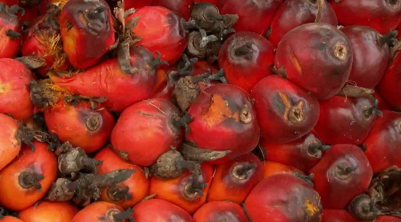 Um projeto em Tomé-Açu, no Pará, está aumentando em até