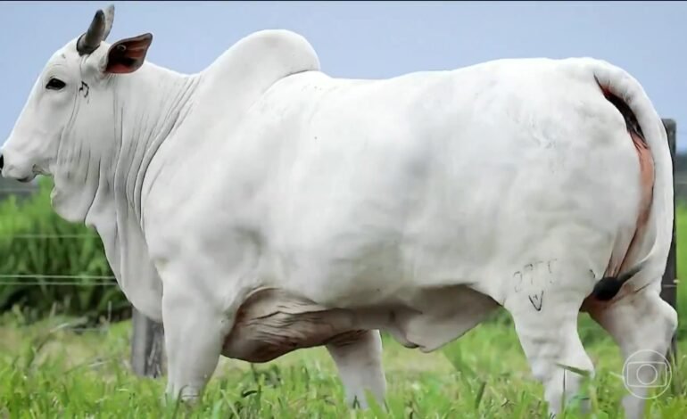 Uma vaca no Mato Grosso produziu 724 oócitos